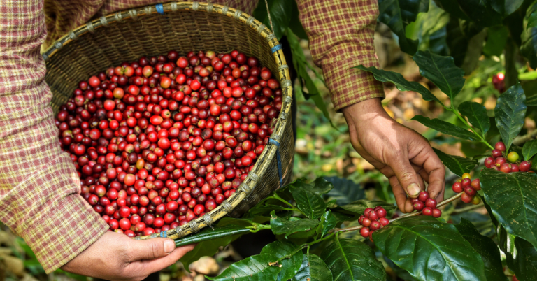 coffee origins