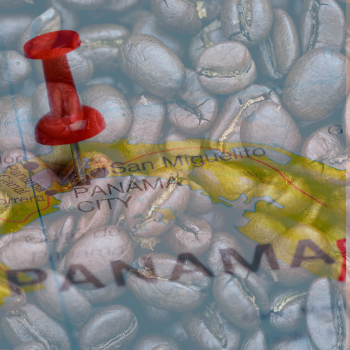 panama coffee